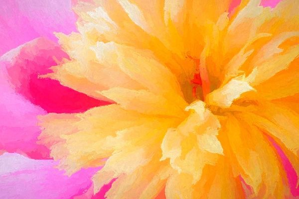 California Abstract of blooming peony flower